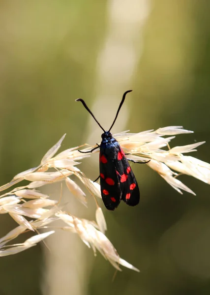 Detailní Záběr Motýla Jak Bloumá Rostlině — Stock fotografie