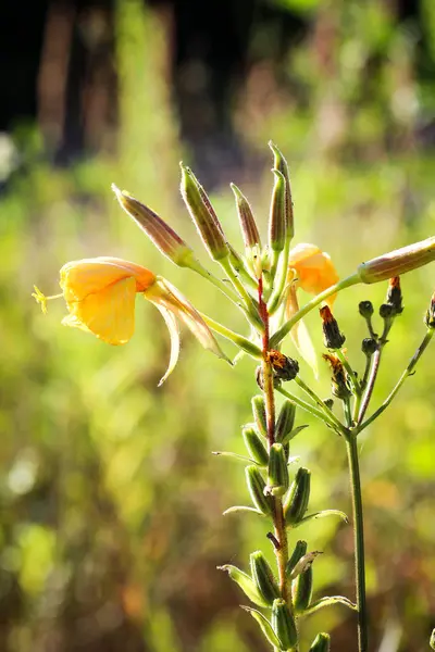 Primer Plano Las Flores Amarillas Planta — Foto de Stock