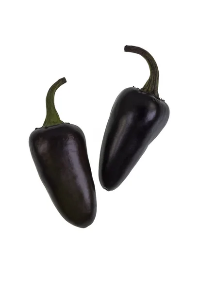 Purpurový Jalapeno Středně Velký Chili Papriky Druhu Capsicum Annuum Začínající — Stock fotografie