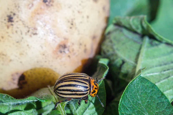 Uma Imagem Perto Besouro Batata Colorado Que Rasteja Sobre Batatas — Fotografia de Stock