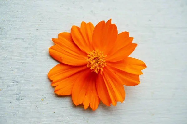 Orange Cosmos Flower Blue Wooden Background — Stock Photo, Image