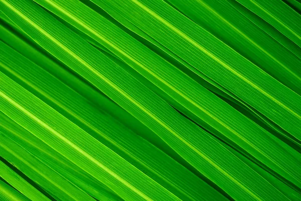 Fresh Green Lemongrass Leaves Background Full Frame — Stock Photo, Image