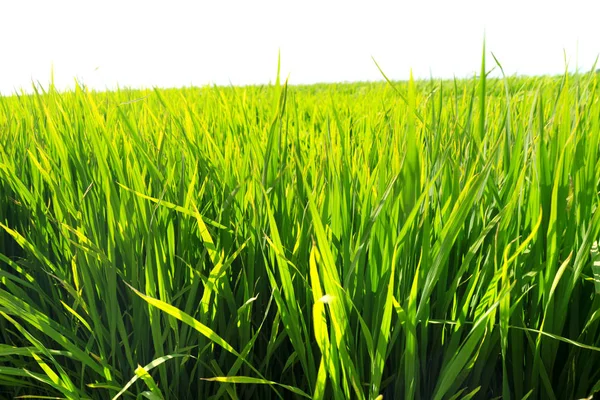 Reisfelder Und Himmel Hintergrund — Stockfoto