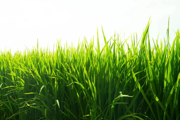 Падди Рисовых Полей Небо Фон — стоковое фото