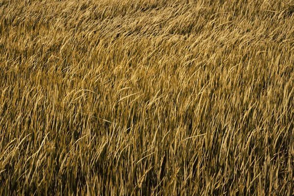 Goldene Reisfelder Hintergrund — Stockfoto