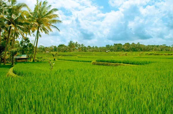 Campo Arroz Paddy Estágio Inicial Bali Indonésia Coqueiro Fundo — Fotografia de Stock