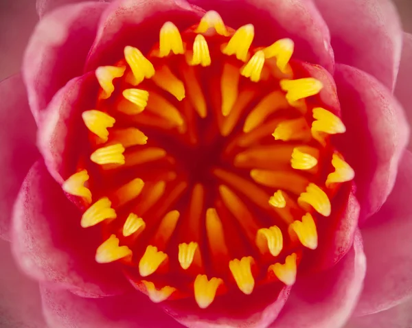 Nahaufnahme Rosa Lotusblütenkopf — Stockfoto