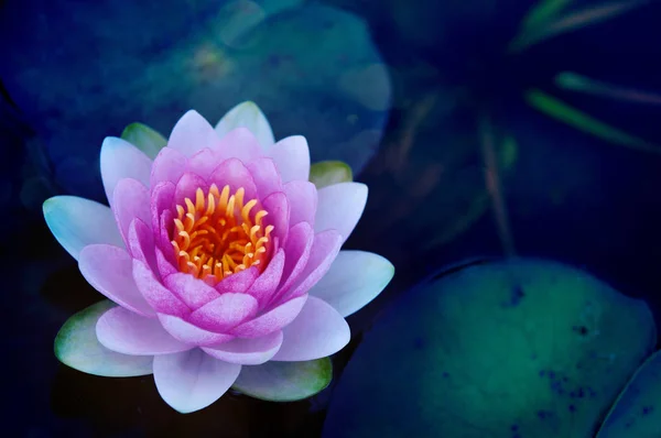 Beautiful Pink Lotus Flower Leaves Pond — Stock Photo, Image