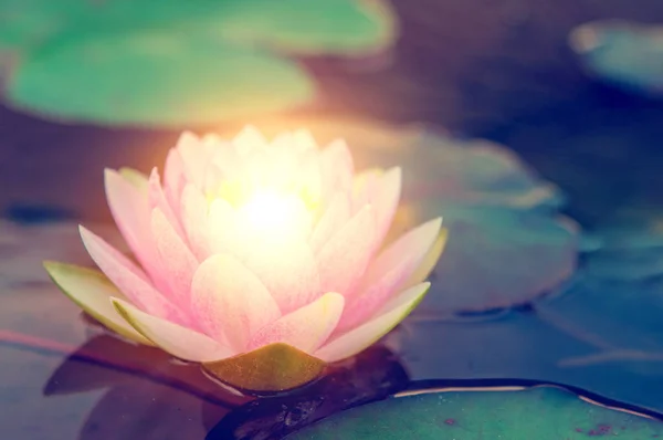 池の光と葉と美しいピンクの蓮の花 — ストック写真
