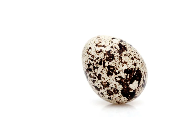 Standing Quail Egg White Background Studio Shot — Stock Photo, Image