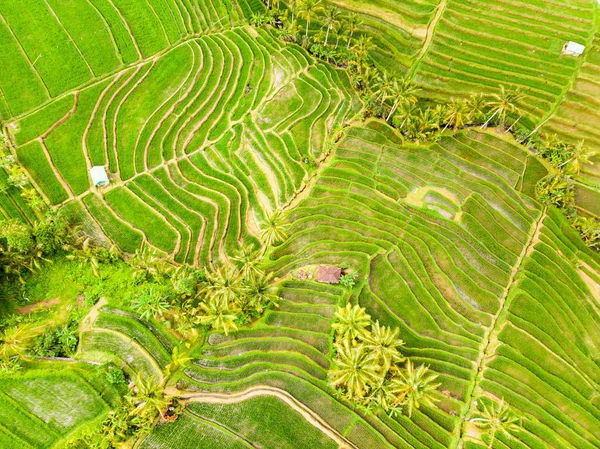 Vista Drone Terraços Arroz Jatiluwih Plantação Bali Indonésia Com Palmeiras — Fotografia de Stock