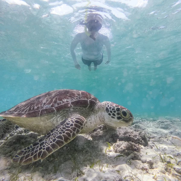 Mulher Usando Máscara Snokeling Nadando Com Tartaruga Marinha Água Azul — Fotografia de Stock