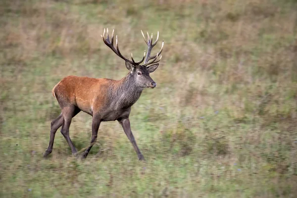 Jelenie Jelenie Cervus Elaphus Spacerujące Jesienią Łące Suchą Trawą Dzikie — Zdjęcie stockowe