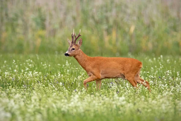 Dominant Ree Capreolus Capreolus Bok Met Donker Gewei Lopend Met — Stockfoto