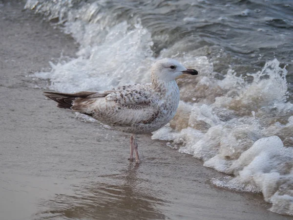 Danzig Polen Und Der Ostsee — Stockfoto