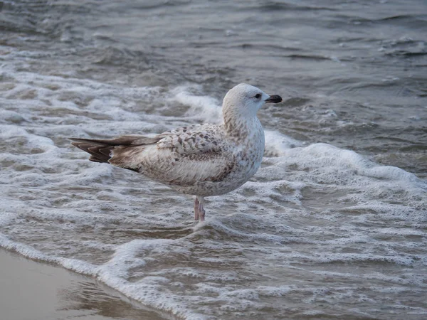 Danzig Polen Und Der Ostsee — Stockfoto