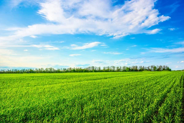 White Clouds Field Fresh Green Grass Spring — Stock Photo, Image