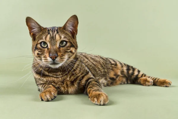 Редкий Кот Toyger Felis Silvestris Catus Женщина Недель Цвет Коричневый — стоковое фото