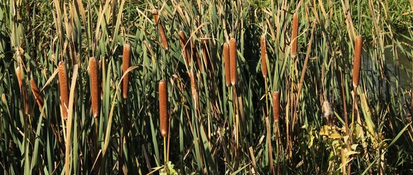 Roseau Dans Forêt — Photo