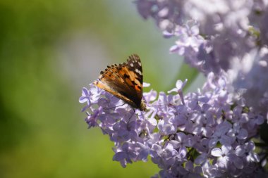Butterfly Vanessa cardui on lilac flowers. Pollination blooming lilacs. Vanessa cardui clipart