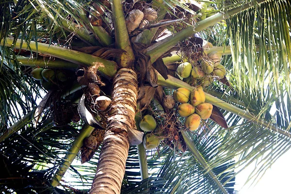 코코넛 가까이 아래에서 — 스톡 사진