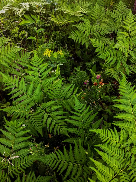 美丽的绿色驼鸟植物叶和不同的叶子在黑色背景与明亮的光线在热带森林 叶图案背景 — 图库照片