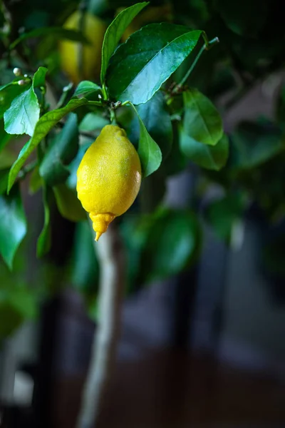 Limone Giallo Albero Con Foglie Verdi — Foto Stock