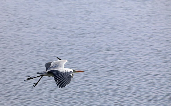 Graureiher Ardea Cinerea Flies Sewage Pond Carriage Laying — Stock Photo, Image