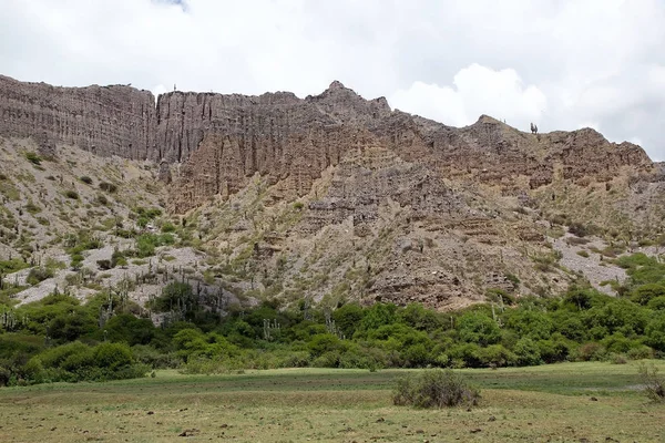 Kaktus Cardones Quebrada Humahuaca Argentyna Quebrada Humahuaca Wąska Dolina Położona — Zdjęcie stockowe