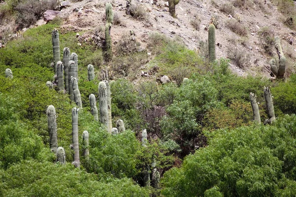 Cardones Cactus Quebrada Humahuaca Argentina Quebrada Humahuaca Vale Estreito Localizado — Fotografia de Stock