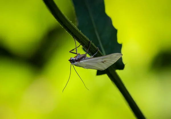 Insecte Papillon Dans Nature Flore Faune — Photo