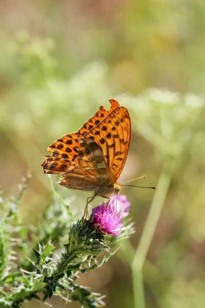 Insetto Farfalla Natura Flora Fauna — Foto Stock