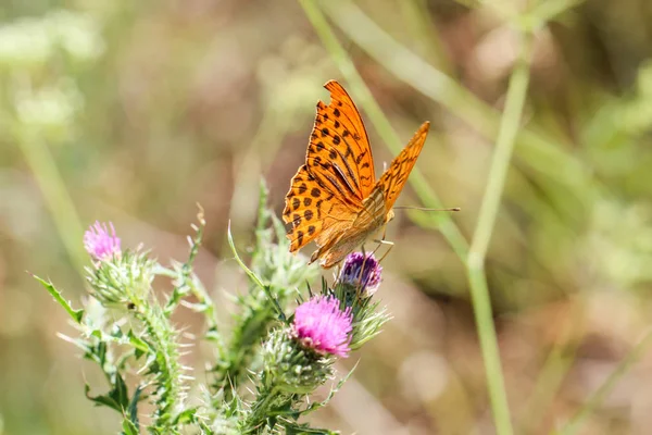 Насекомые Бабочки Природе Флоре Фауне — стоковое фото