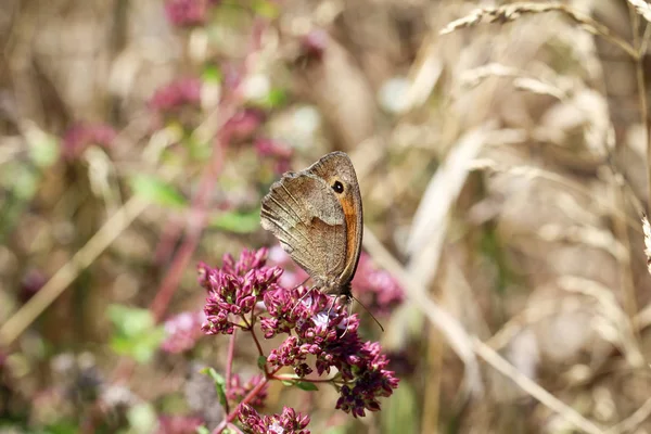自然や動植物に生息する蝶の昆虫 — ストック写真