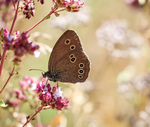 自然や動植物に生息する蝶の昆虫 — ストック写真