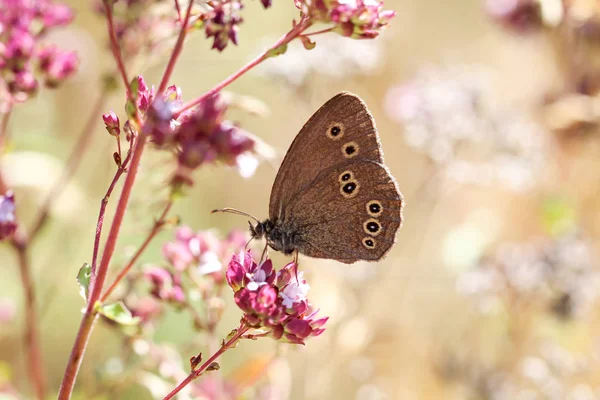 Метелик Комаха Природі Флорі Фауні — стокове фото