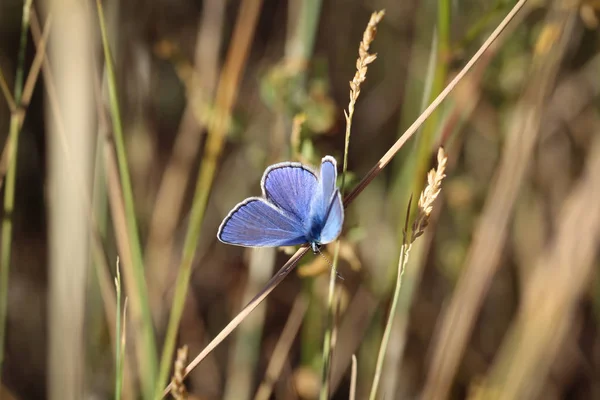 Insecte Papillon Dans Nature Flore Faune — Photo