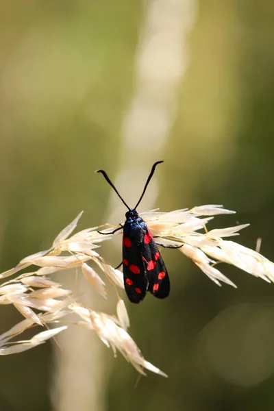 Doğada Kelebek Böceği Bitki Hayvan — Stok fotoğraf