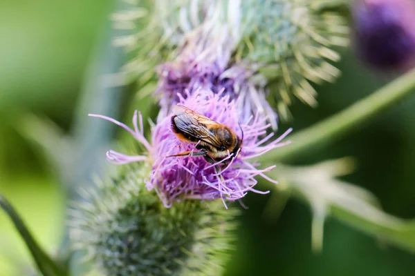 Eine Biene Wespe Hummel Auf Einer Pflanze Blume Insekt Auf — Stockfoto