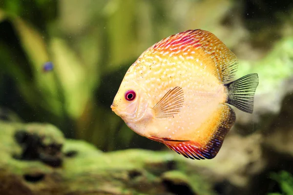 Discus Fish Aquarium Discus Fish Genus Symphysodon — Stock Photo, Image