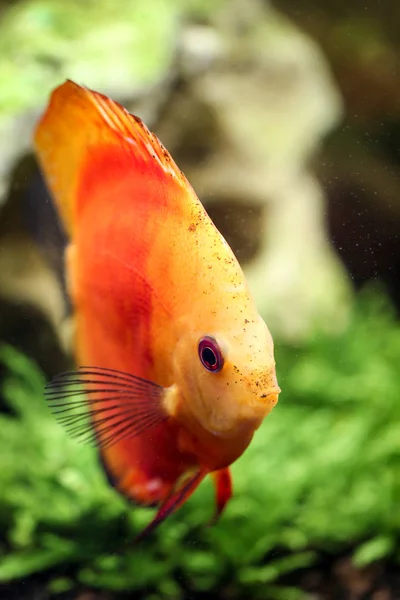 Discus Fish Aquarium Discus Fish Genus Symphysodon — Stock Photo, Image