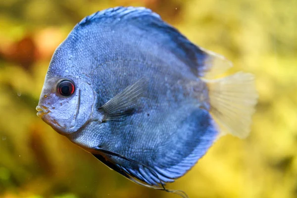 Diskus Fisk Akvariet Diskus Fisk Från Släktet Symphysodon — Stockfoto