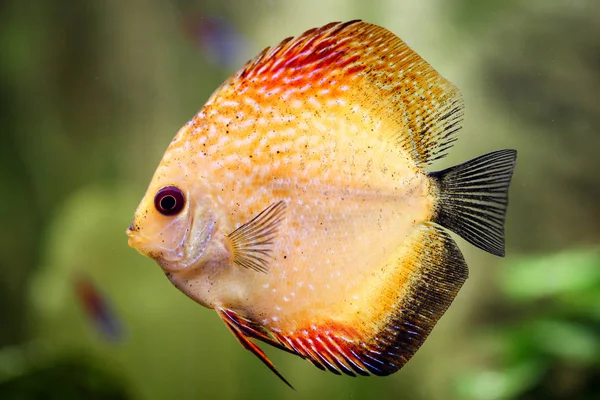 Peixe Disco Aquário Discus São Peixes Género Symphysodon — Fotografia de Stock