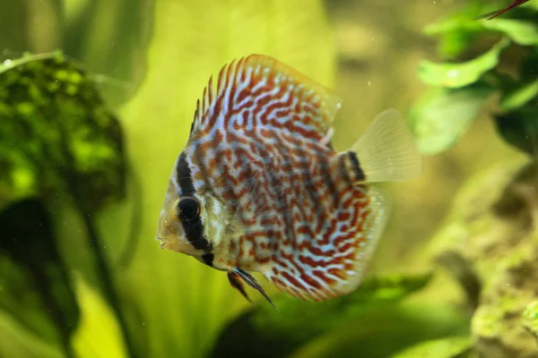 Peces Disco Acuario Los Discos Son Peces Del Género Symphysodon — Foto de Stock