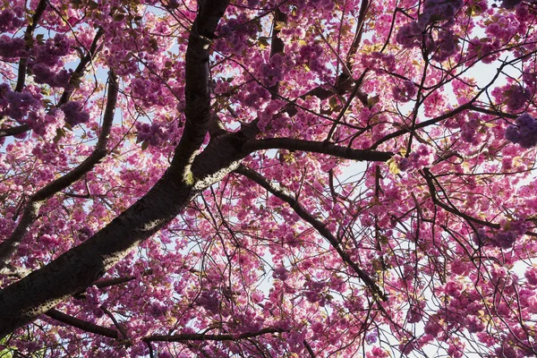 Árvore Flor Cereja Primavera Com Flores — Fotografia de Stock