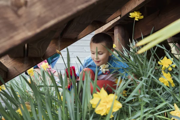 小さな男の子がダフォディルスの近くの庭で遊んでいます — ストック写真