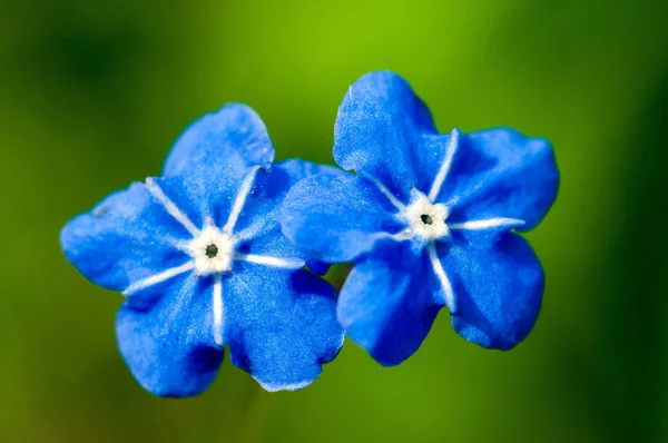Myosotis Güzel Mavi Orman Çiçeği Ilkbaharda Sanatsal Bulanıklık Tasarımı Metin — Stok fotoğraf