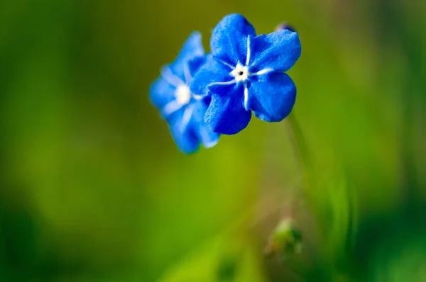 Myosotis Красивый Синий Крошечный Лесной Цветок Весной Цветет Художественном Размытии — стоковое фото