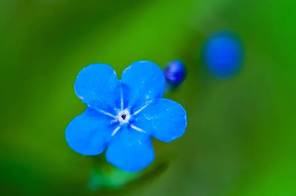 Міосотіс Красива Синя Крихітна Лісова Квітка Навесні Розквітає Художньому Розмитому — стокове фото