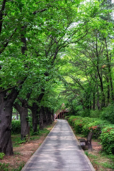 Banc Sentier Entourés Arbres Nature Dans Parc Forestier Rêve Séoul — Photo